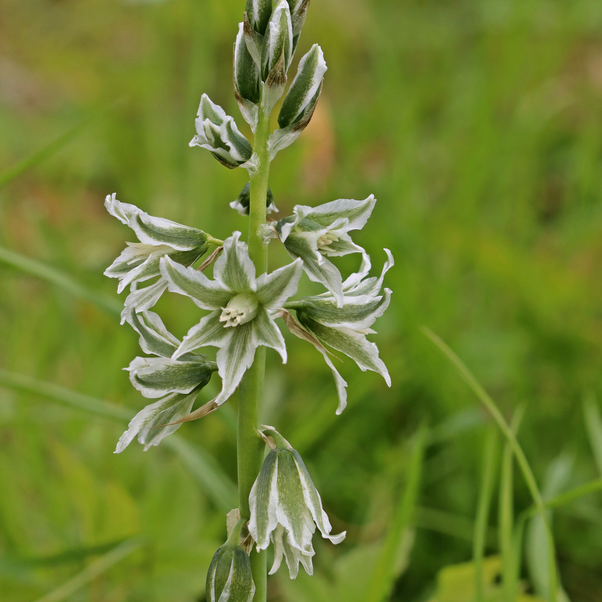 Ornithogalum Saundersiae - Ornithogalum Saundersiae - Frühlingszwiebeln