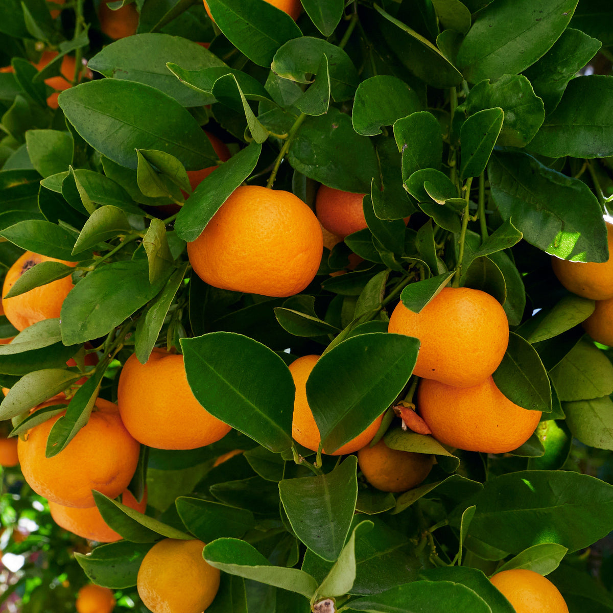 Calamondin - Willemse