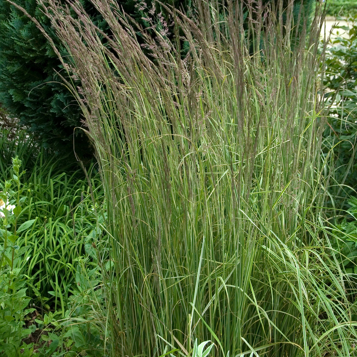 Gestreiftes Reitgras 'Overdam - Calamagrostis acutiflora overdam
