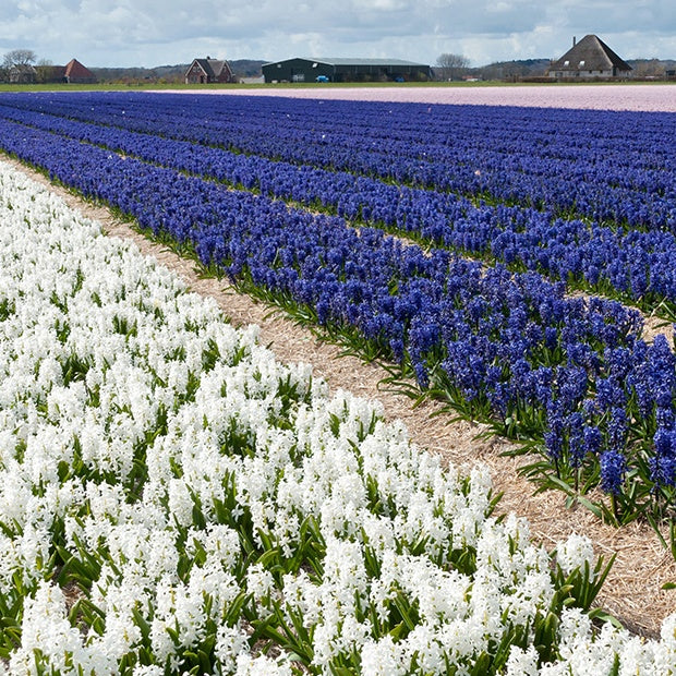 Hyazinthe 'Blue Sky' (x9) - Hyacinthus orientalis - Hyazinthen