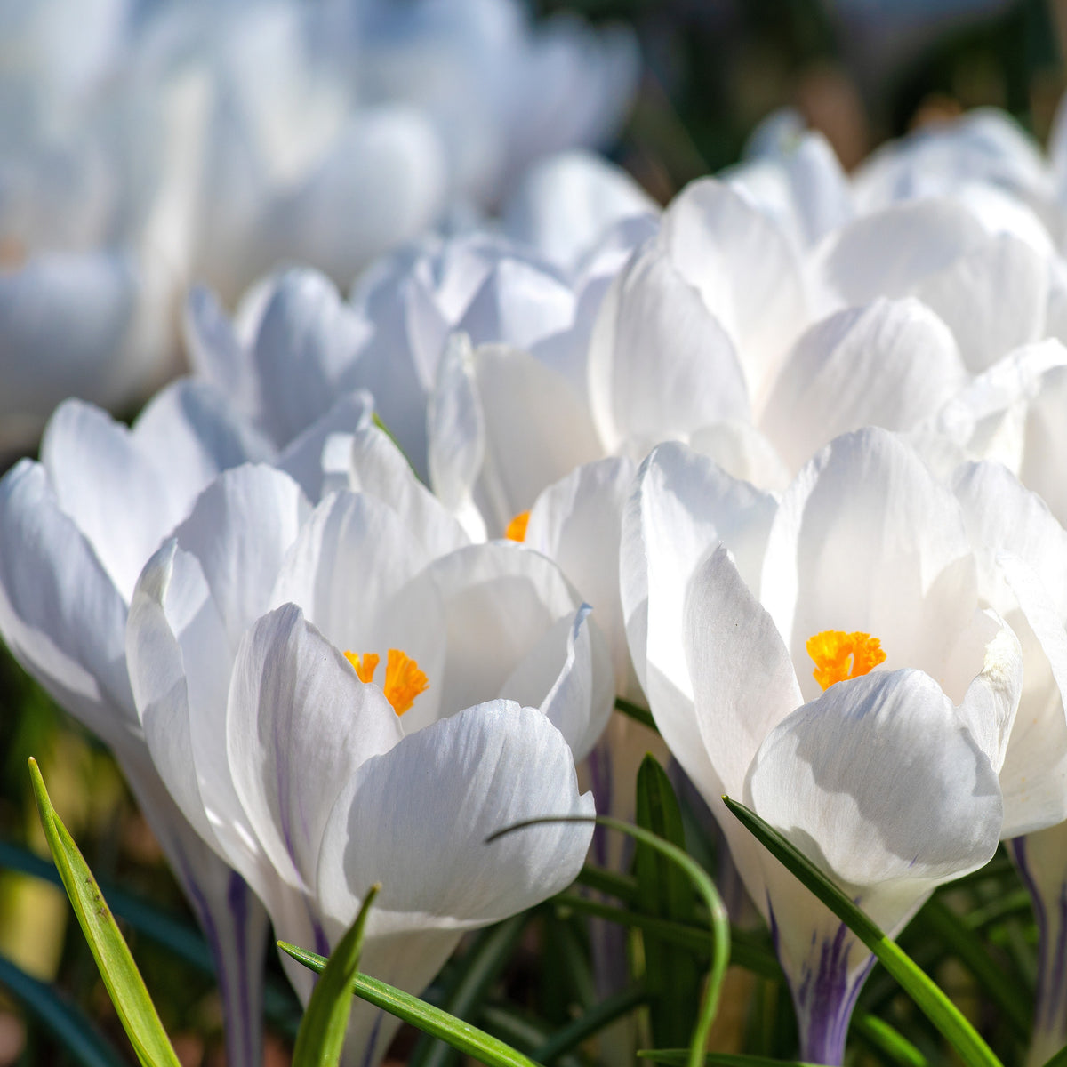 Krokusse ‘Jeanne d’Arc’ (x15) - Crocus vernus jeanne d'arc - Willemse