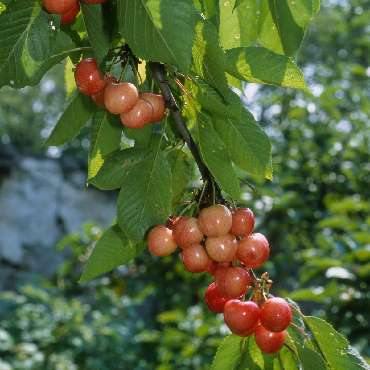 Kirschbaum 'Bigarreau Napoléon' - Prunus avium bigarreau Napoléon