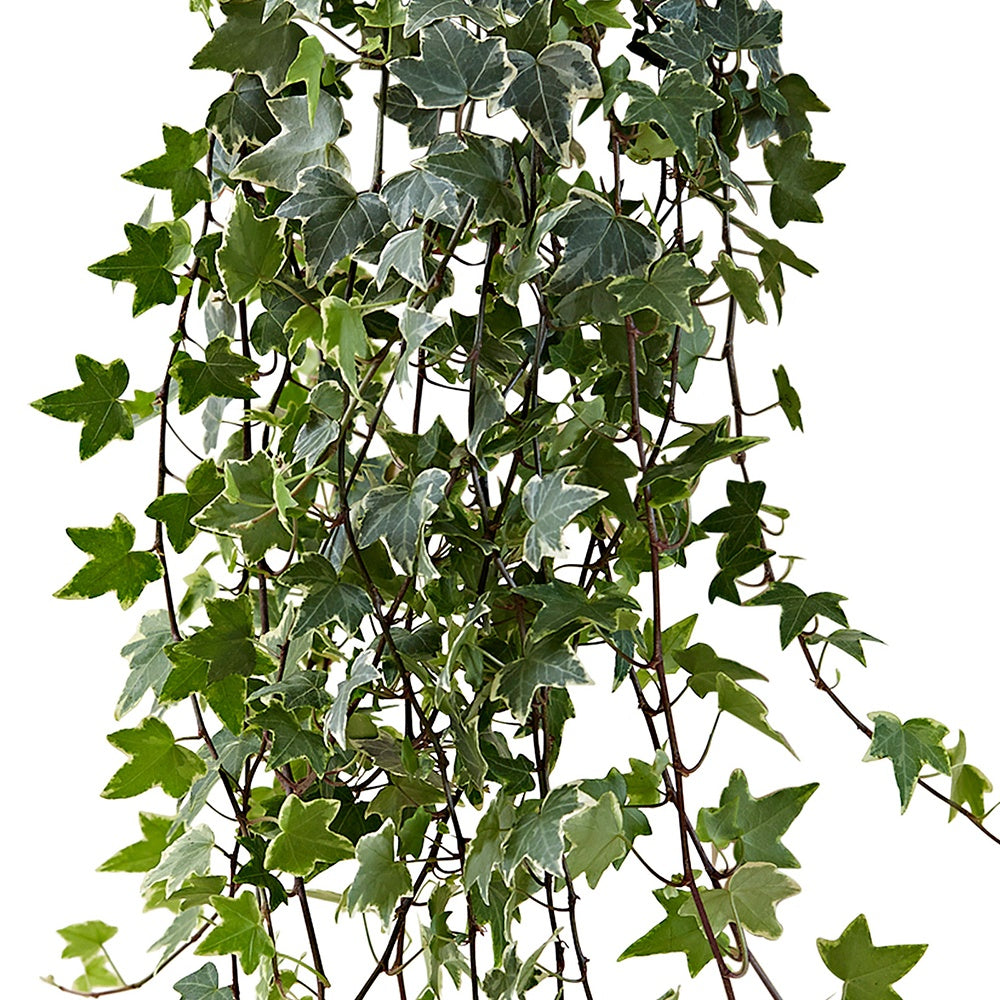 Gewöhnlicher Efeu 'Eva' - Hedera helix eva