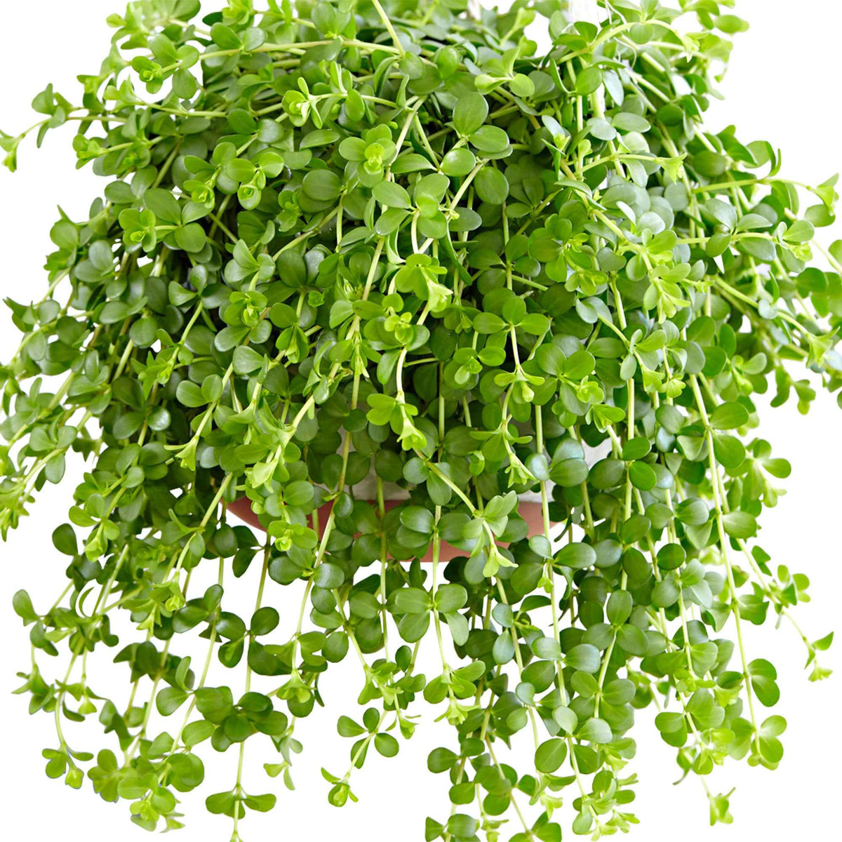 Zwergpfeffer 'Isabelle' - Peperomia isabelle - Willemse