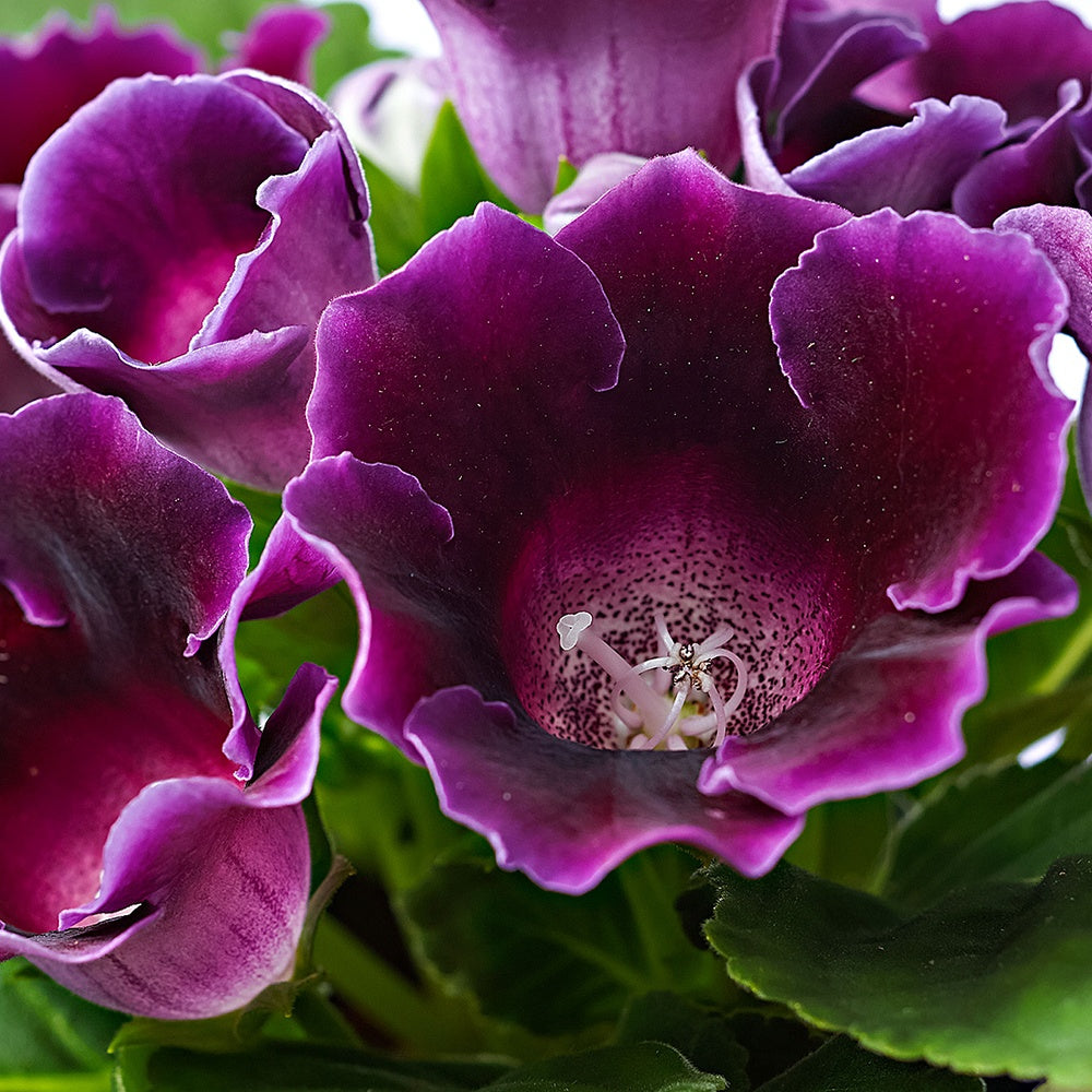 Sinningia speciosa Lila - Sinningia speciosa purple