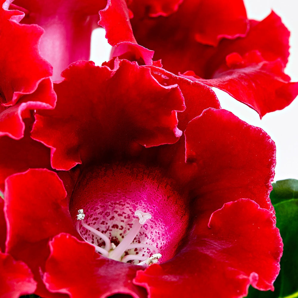 Sinningia speciosa Rot - Sinningia speciosa red