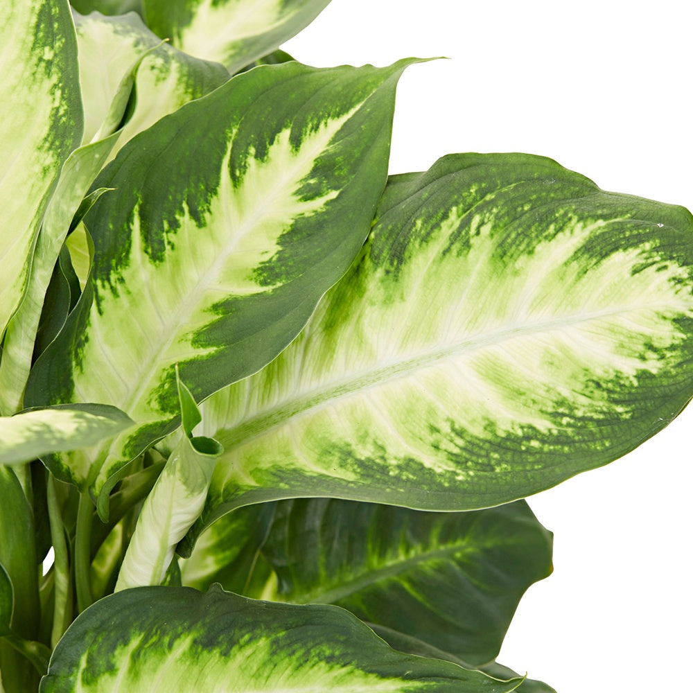 Dieffenbachia 'Camilla' - Dieffenbachia camilla