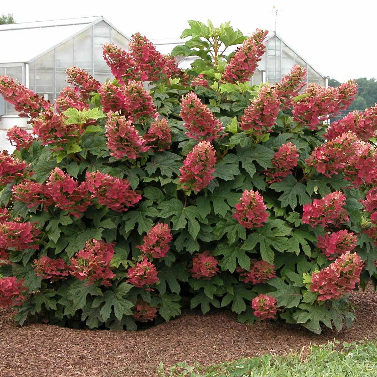 Eichenblättrige Hortensie 'Ruby Slippers'® - Willemse