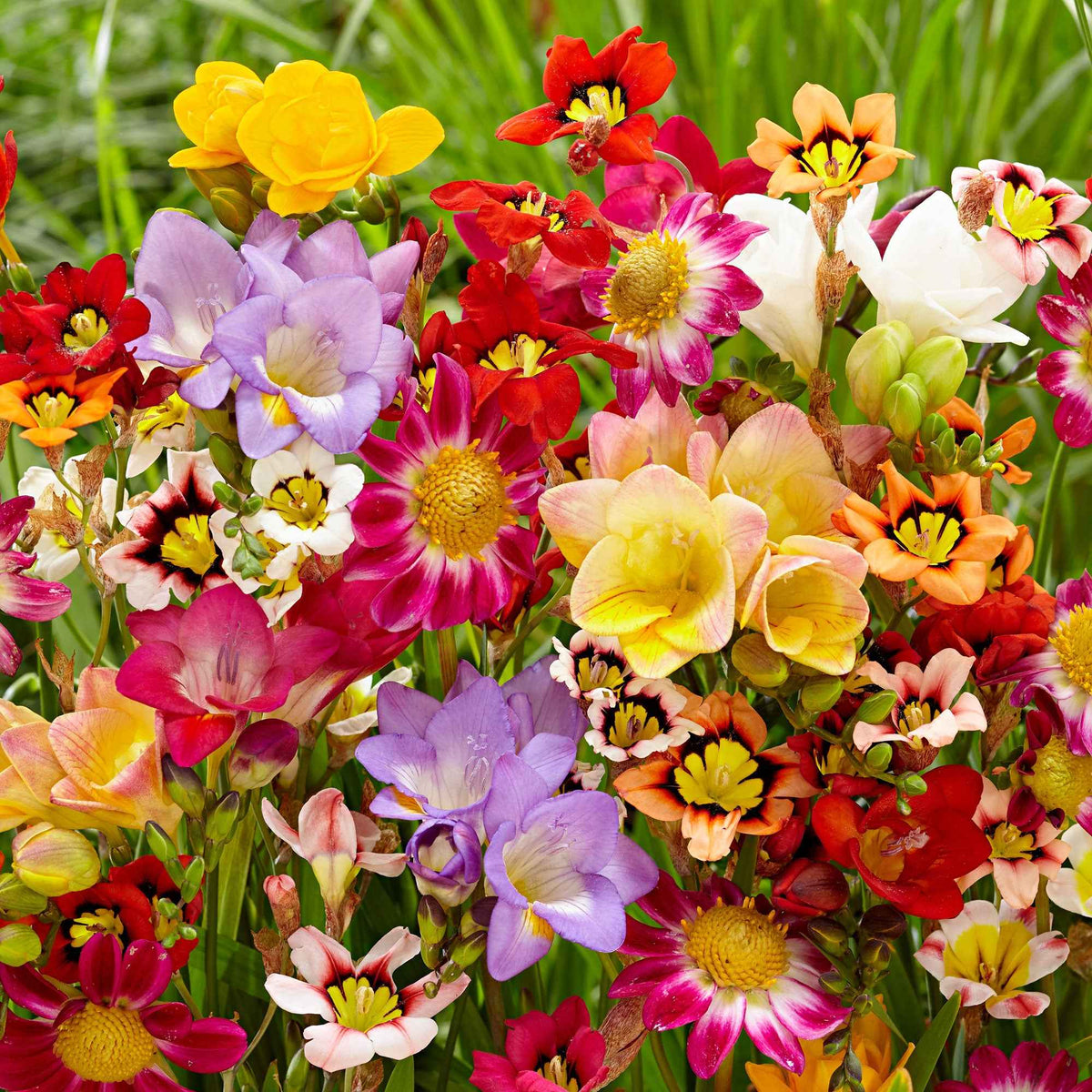 Sommerblüher-Blumenzwiebeln Mischung (x30) - Freesia, sparaxis, dahlia - Willemse