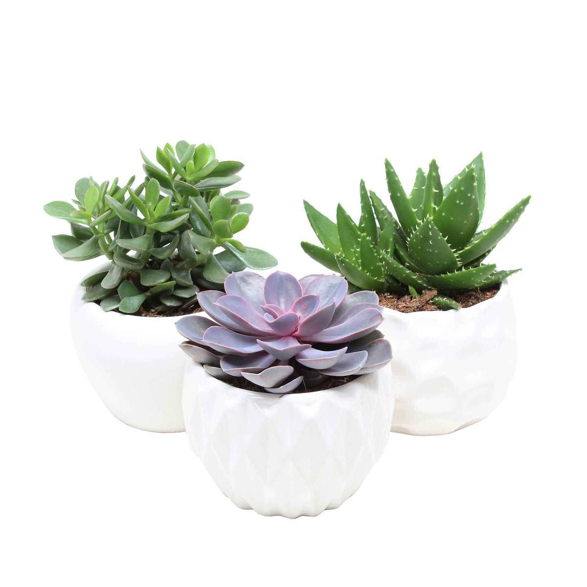 Sukkulenten-Kollektion 'Minova Magic' - Aloe Perfoliata, Echeveria 'Purple Pearl', Crassula 'Minova Magic' - Willemse