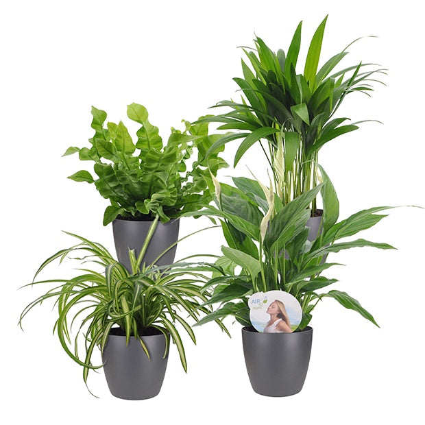 Luftreinigende Pflanzen Mischung inkl. Ziertöpfe, grau (x4) - Luchtz. plant 4 st
