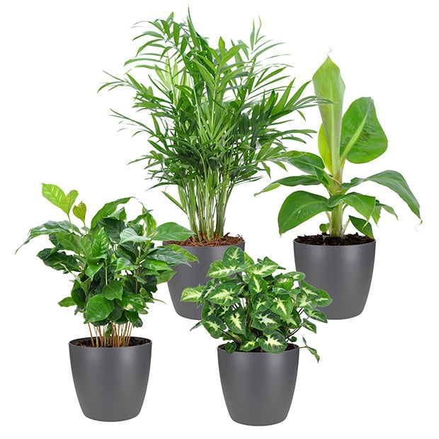 Tropische Pflanzen Mischung inkl. Ziertöpfe, grau (x4) - Chamaedorea, Syngonium, Musa, Coffea 'Fresh'