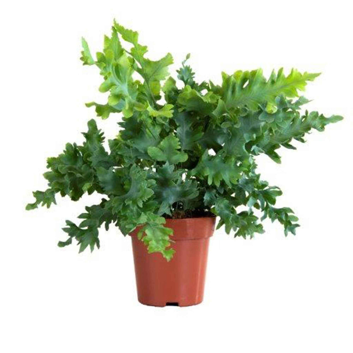 Blaufarn Phlebodium 'Davana' - Phlebodium aureum 'Davana' - Willemse