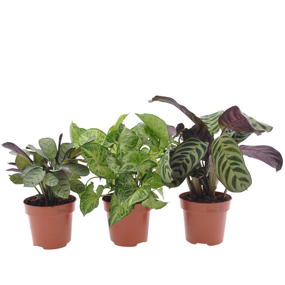 Blattmaserungen von Zimmerpflanzen Mischung (x3) - Ctenanthe burle marxii, ctenanthe amagris, syngonium pixie®