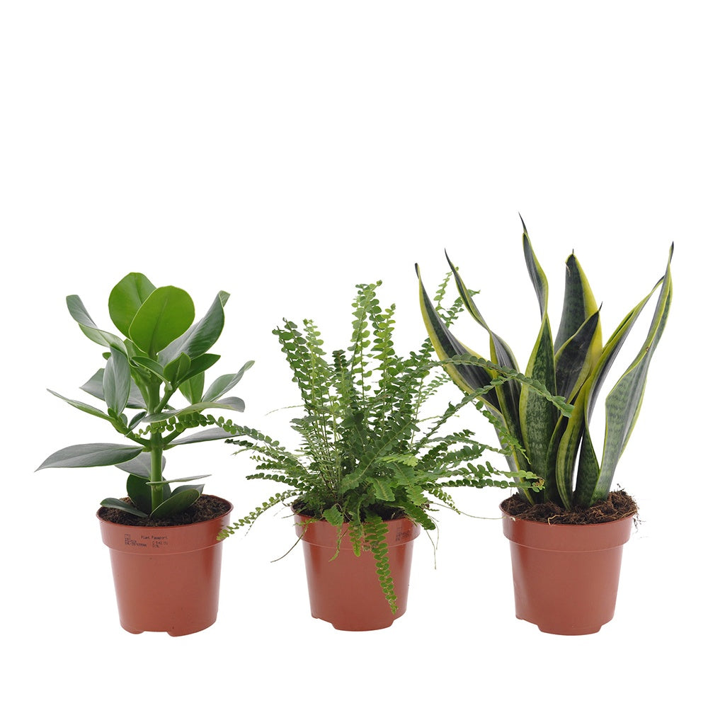 Pflanzenmischung für Schlafzimmer (x3) - Clusia rosea princess, nephrolepis duffi, sansevieria - Schlafzimmerpflanzen