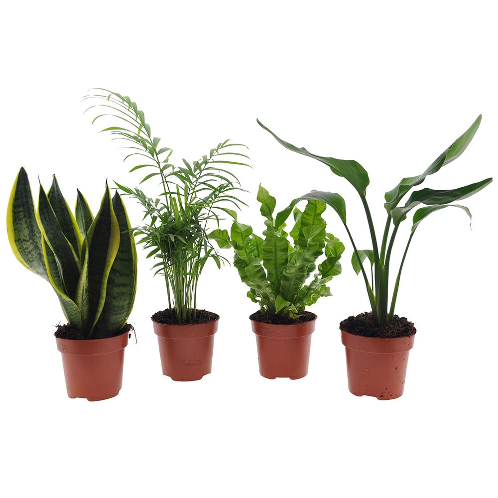Pflegeleichte Zimmerpflanzen Mischung - Grün (x4) - strelitzia, chamaedorea, asplenium crispy wave, sansevieria