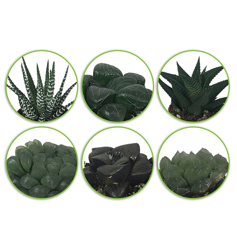 Haworthia Mischung - Hawortia minima