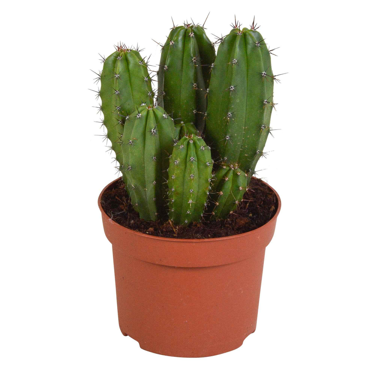 Kaktus 'Chichipe' - Polaskia chichipe - Willemse