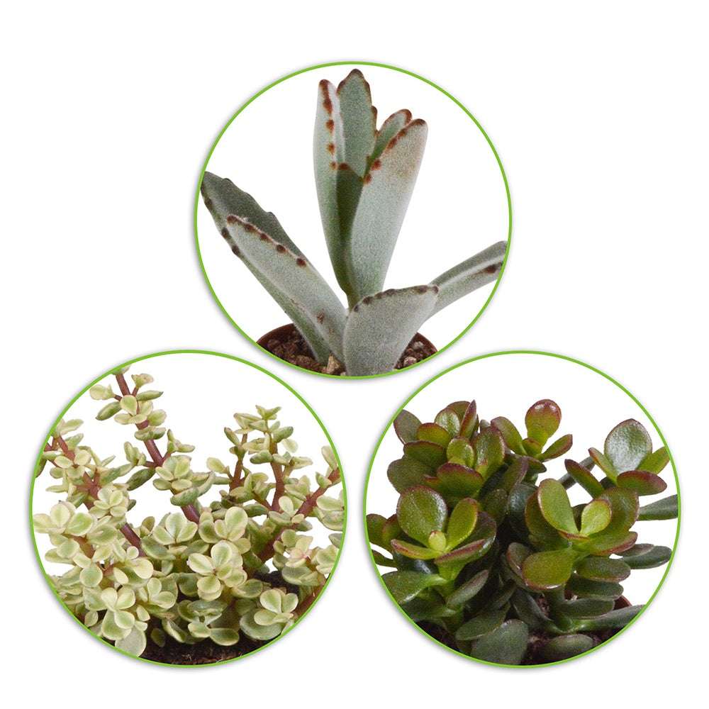Sukkulenten Mischung - Crassula , 2 Echeveria , Portulacaria Afra, Kalanchoe Tomentosa