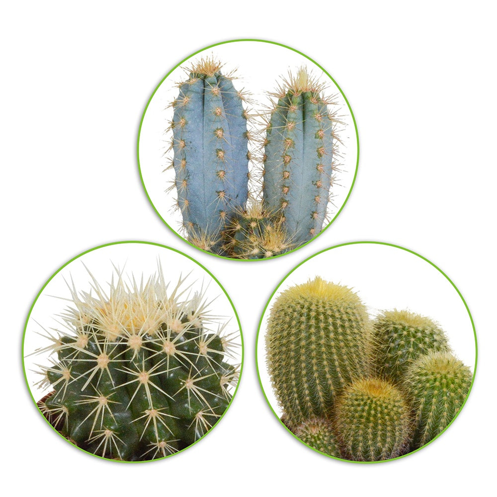 Kaktus Mischung (x3) - eriocactus, pilosocereus, echinocactus