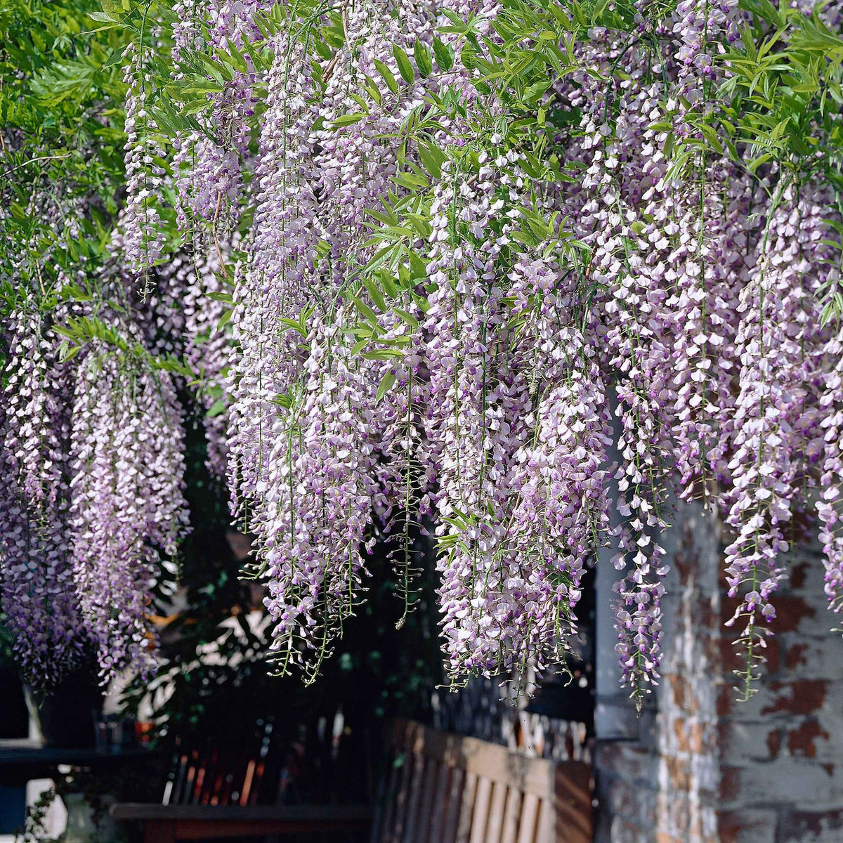 Blauregen 'Naga Noda' - Willemse