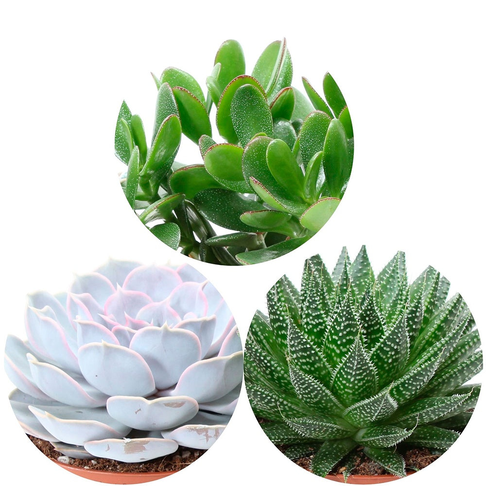 Sukkulentenmischung - Aloé, Echeveria, Crassula (x3) - Aloe , Echeveria , Crassula