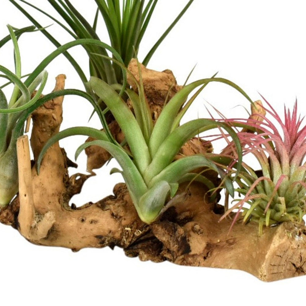 4 Tillandsien auf Holz-Halterung - Tillandsia - Tillandsien Luftpflanzen