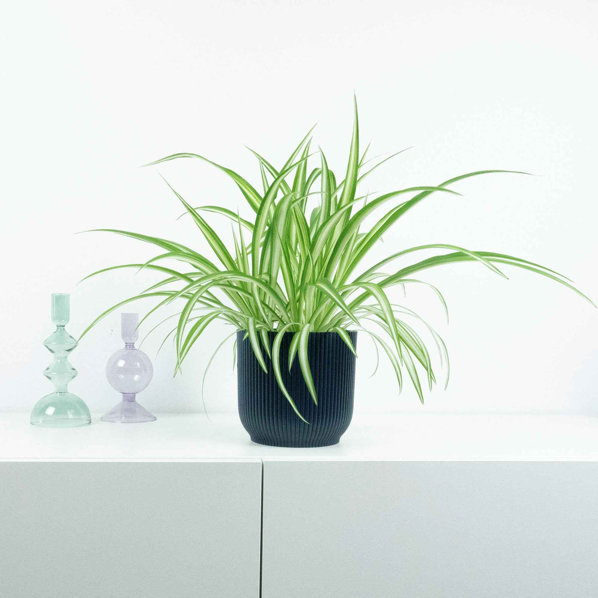 Grünlilie ‘Vittatum’ - Chlorophytum comosum Vittatum - Willemse