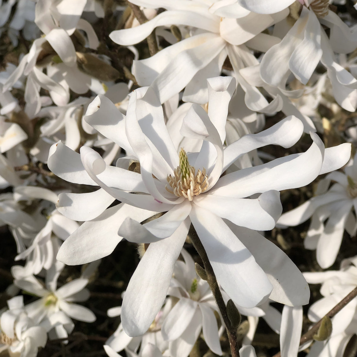 Sternmagnolie - Willemse