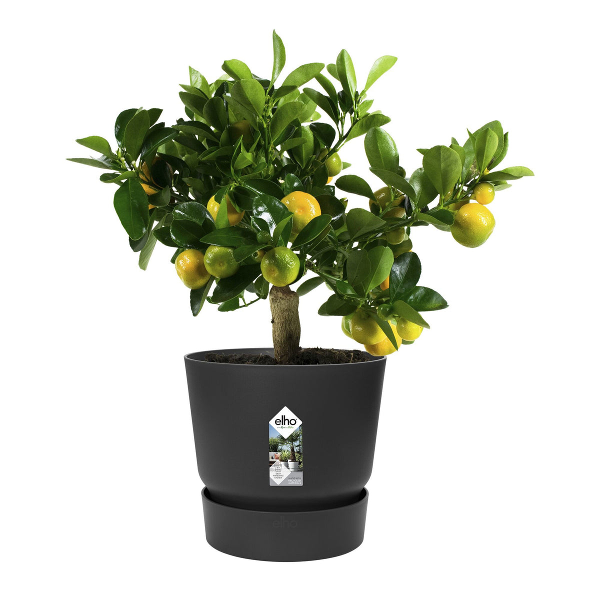 Blumentopf Greenville Living schwarz