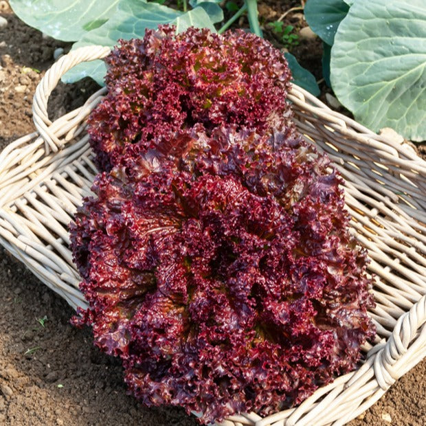 Pflücksalat-Kollektion