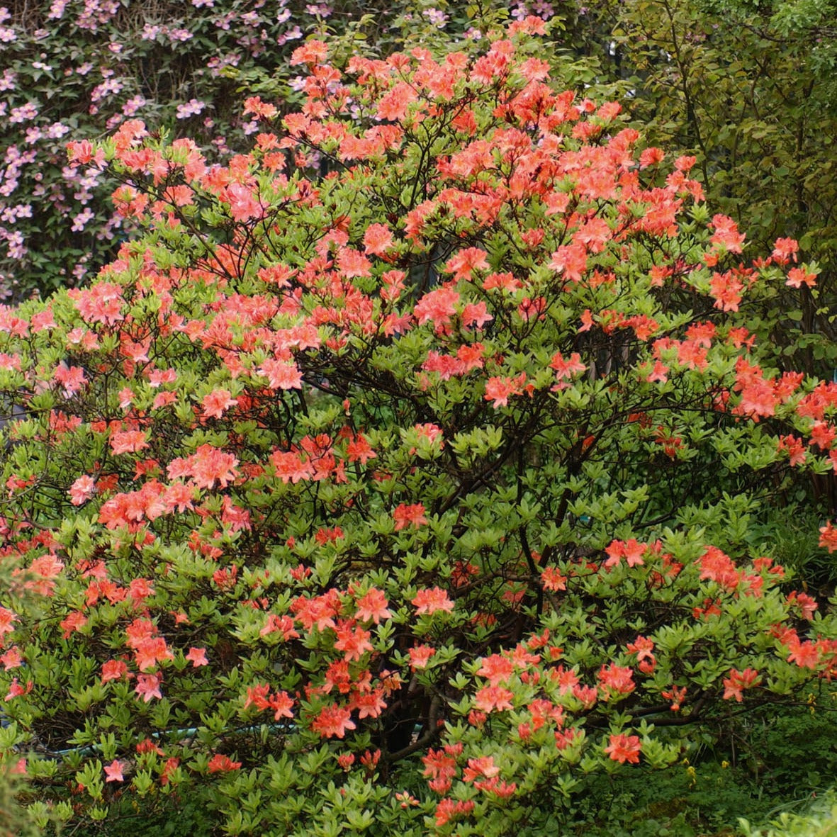 Mollis Azalee orangerot - Willemse