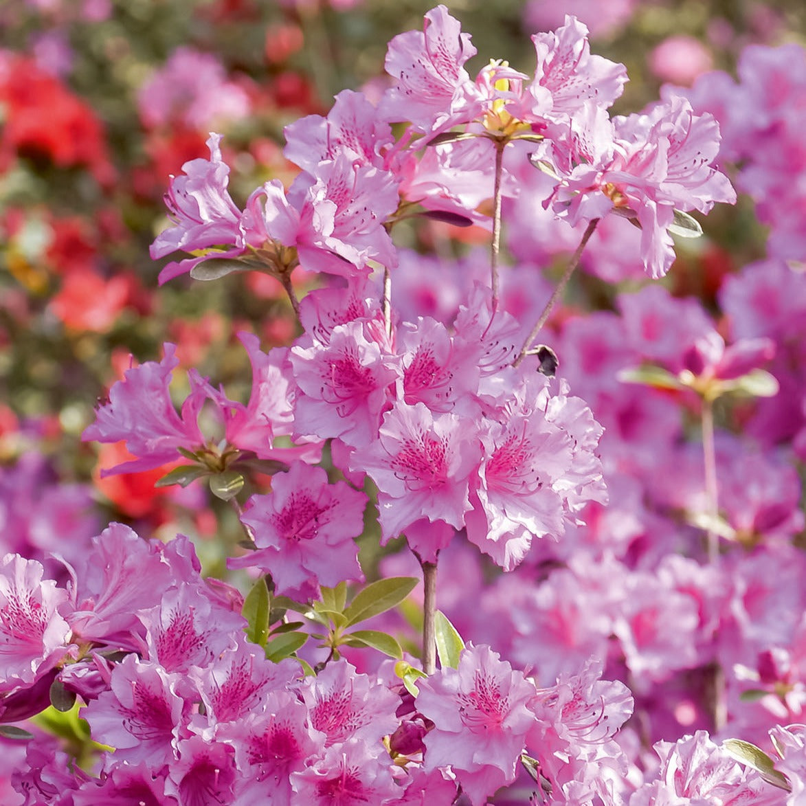 Japanische Azalee rosa - Willemse