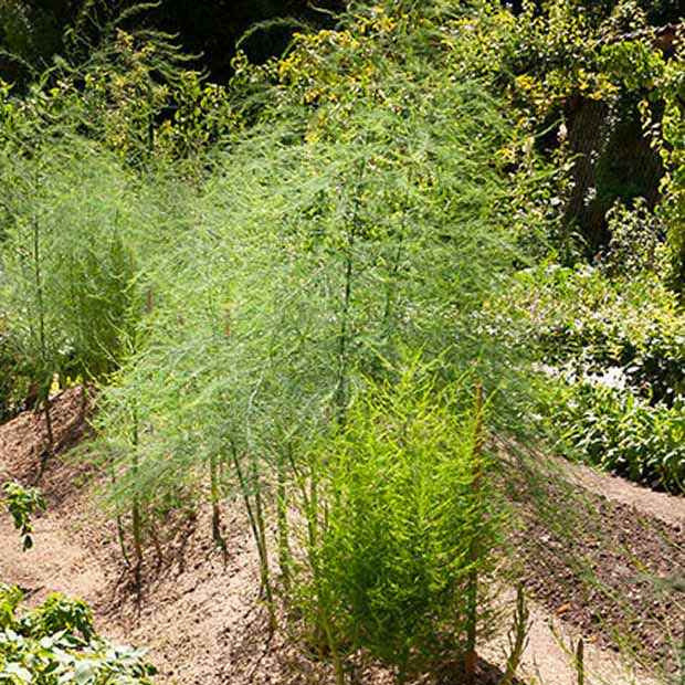 Spargel Voltaire (x10) - Asparagus officinalis voltaire - Willemse