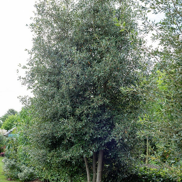 Steineiche - Quercus ilex - Willemse