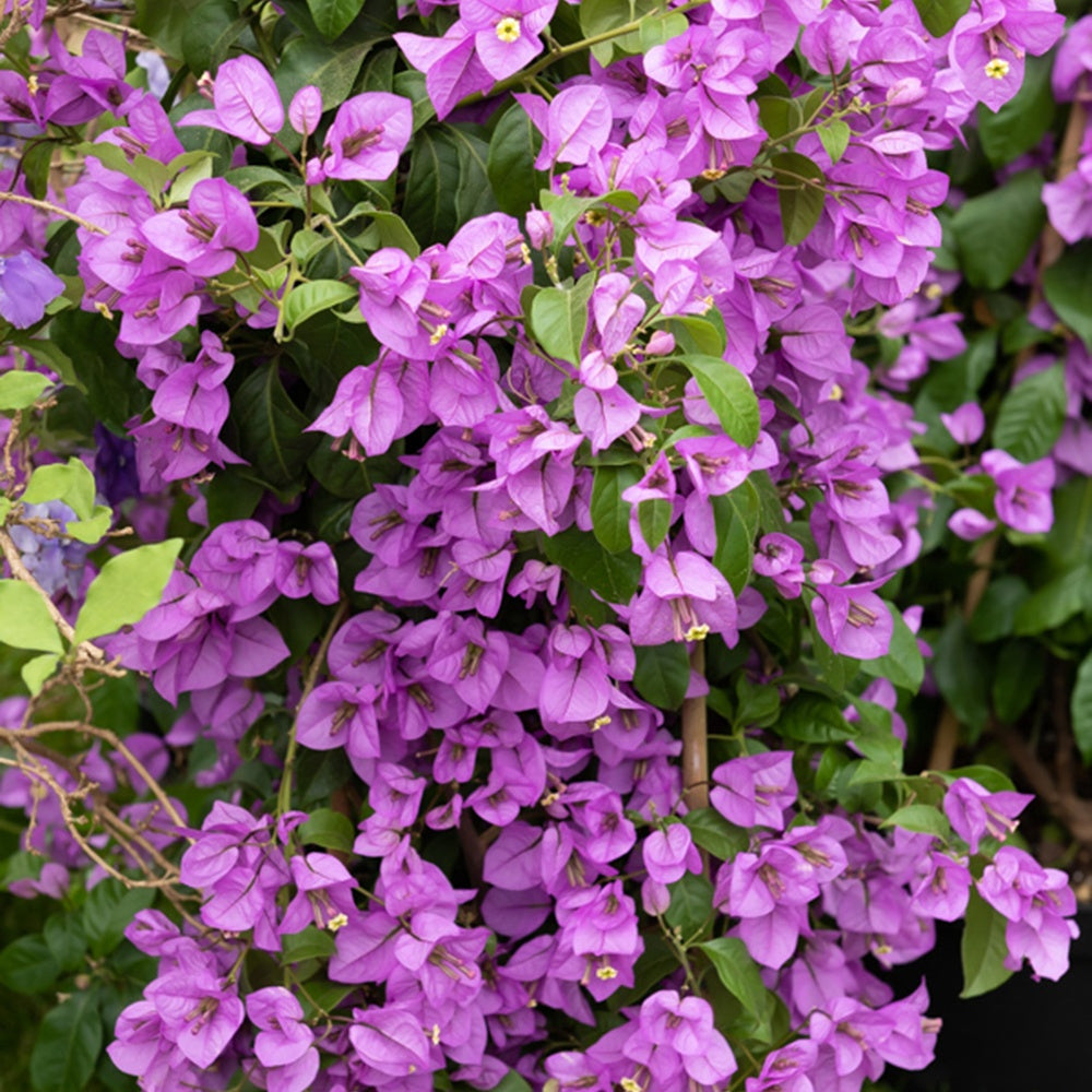 Bougainvillea - Bougainvillea violett - Bougainvillea purple