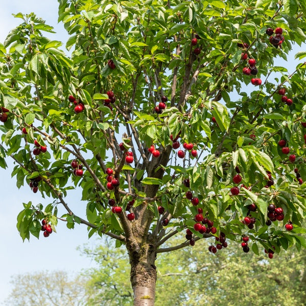 Kirsche Birageau Hedelfinger - Prunus avium 'Hedelfinger' - Willemse
