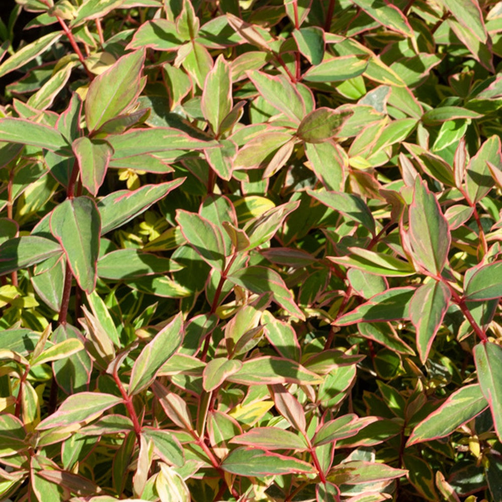 Johanniskraut Tricolor - Willemse
