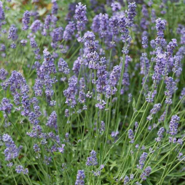 Lavendel Dutch - Lavandula x intermedia Dutch - Willemse