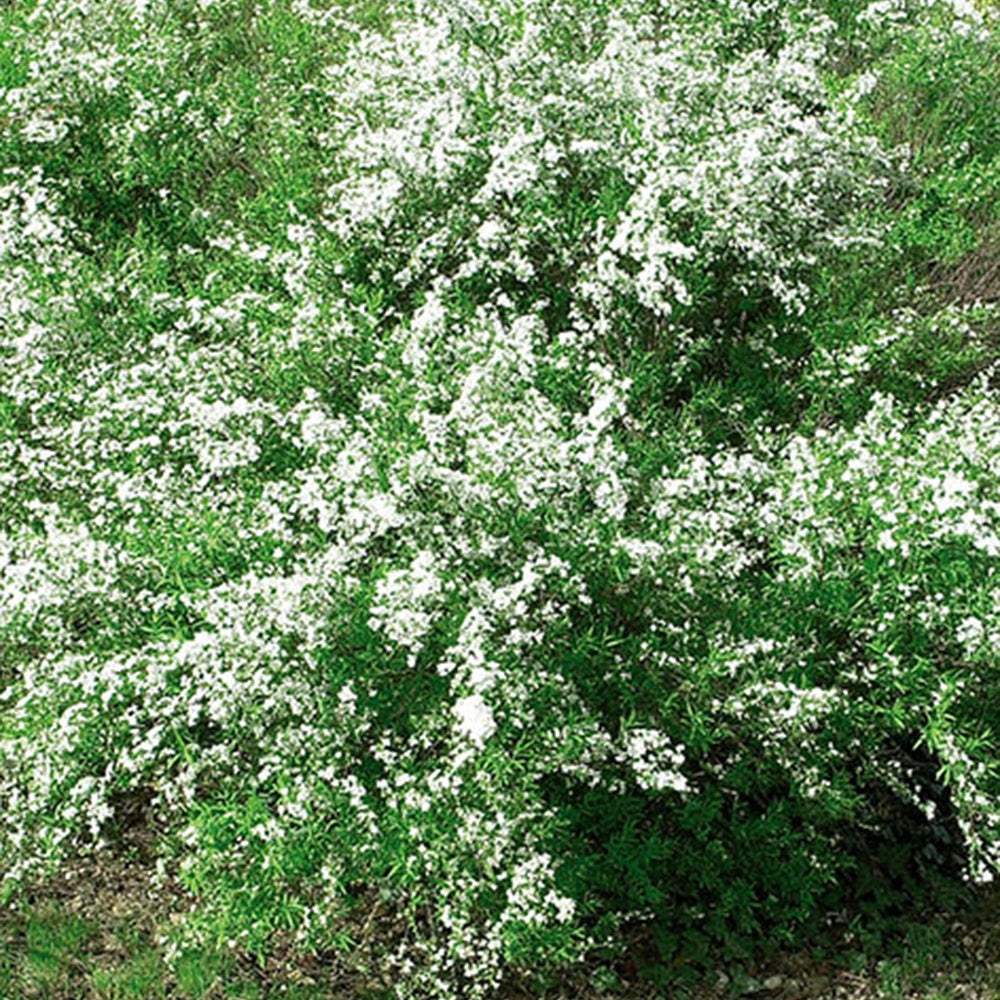 Thunbergs Spiere - Spiraea thunbergii - Willemse