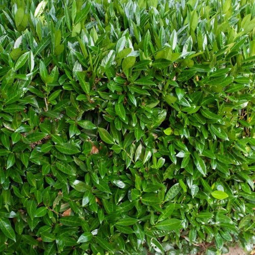Prunus laurocerasus Otto Luyken - Otto Luyken Kirschlorbeer - Blühende Sträucher