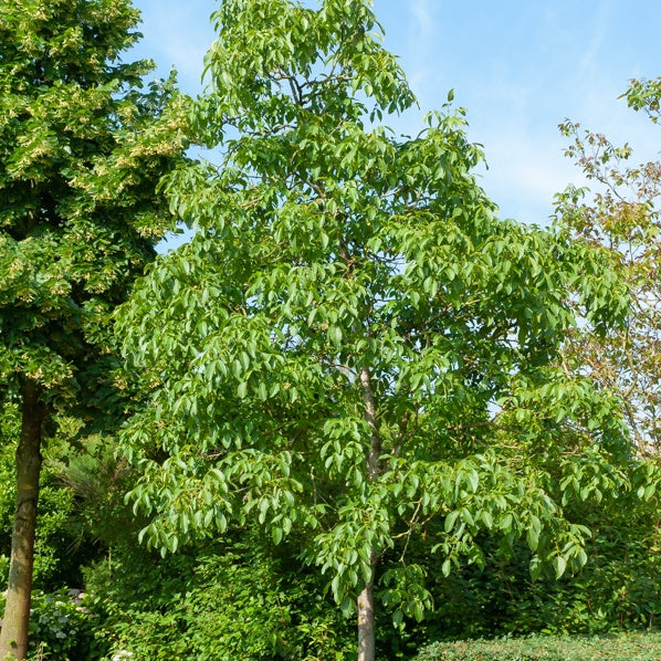 Walnuss - Juglans regia
