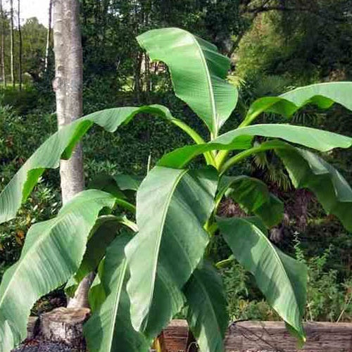Fruchtbanane 'Dajiao' - Willemse