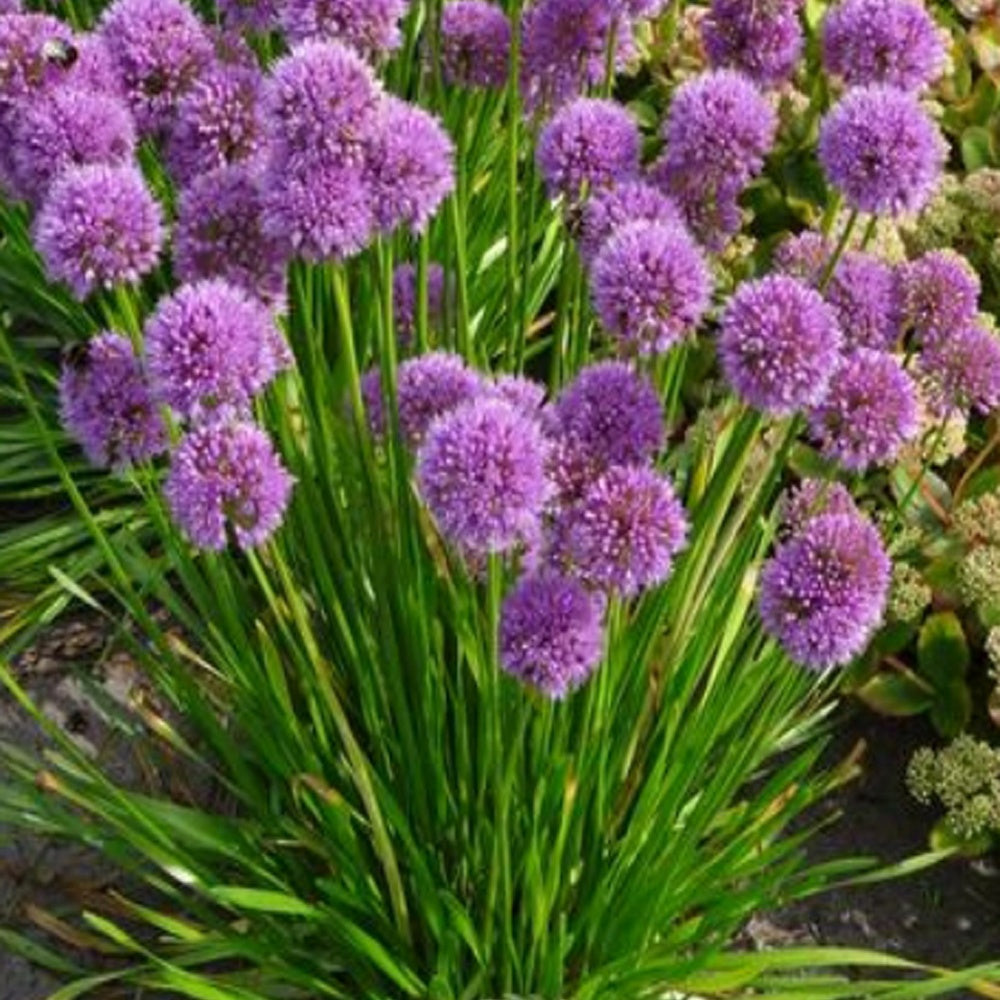 Zierlauch Millenium - Allium Millenium - Willemse