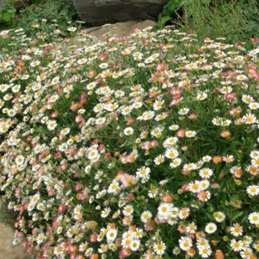 Spanisches Gänseblümchen Profusion - Erigeron karvinskianus 'profusion' - Willemse