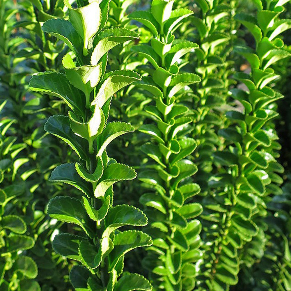 Japanischer Spindelstrauch 'Green Spire' - Euonymus japonicus green spire - Willemse