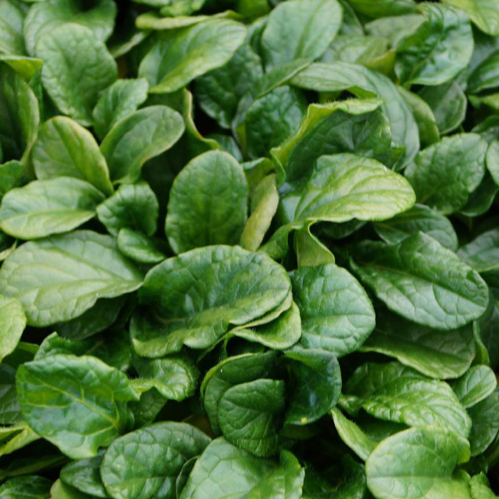 Kriechender Günsel Alba - Ajuga reptans alba - Sträucher und Stauden
