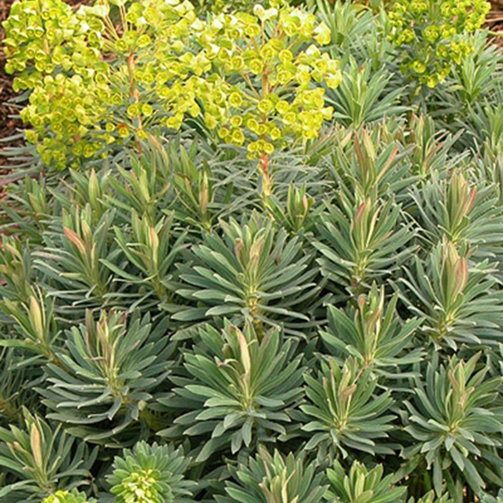 Wolfsmilch ‘Wulfenii’ - Willemse