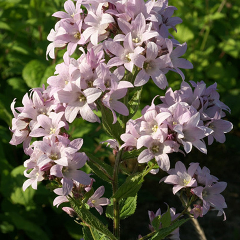 Dolden-Glockenblume Loddon Anna - Willemse