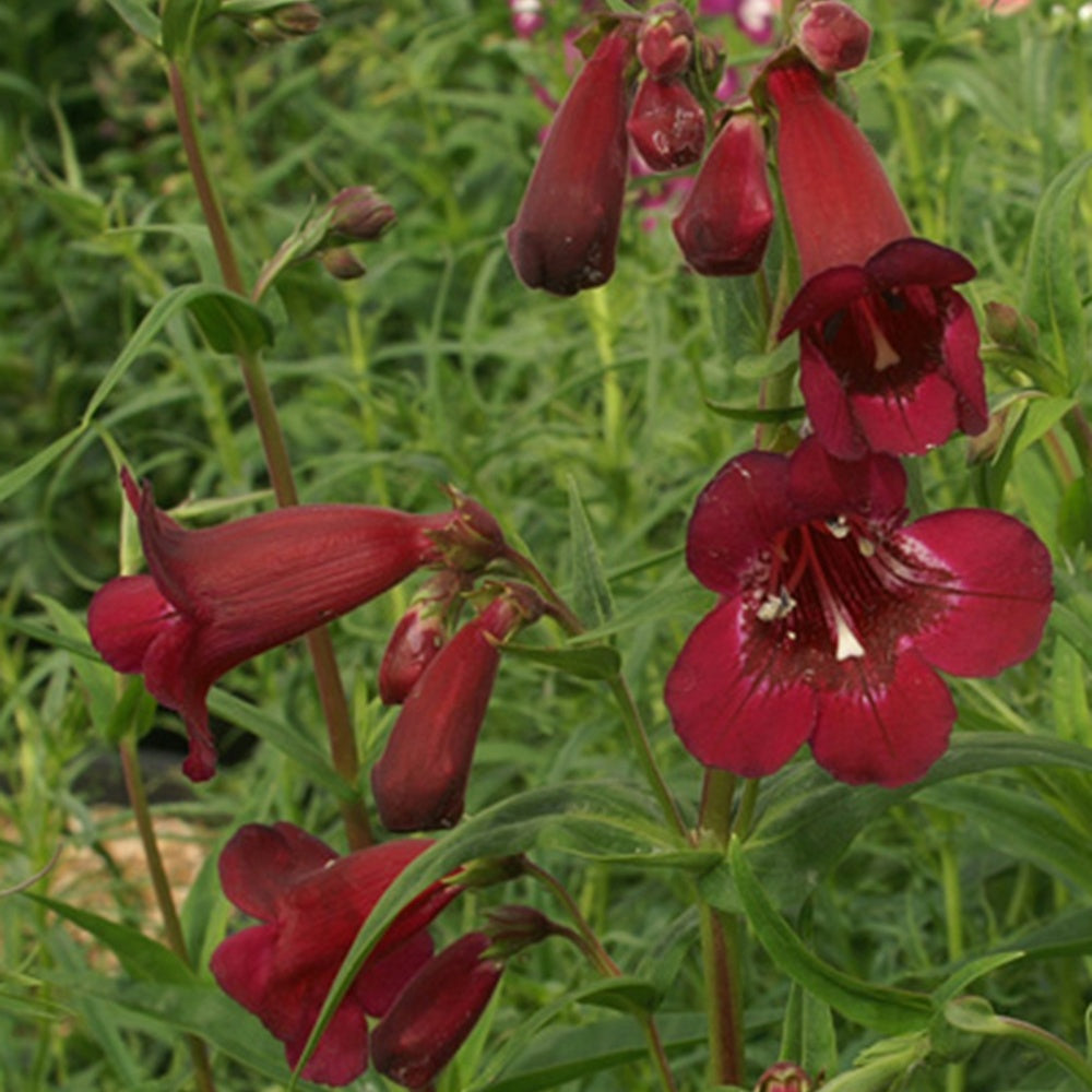 Großblütiger Bartfaden Blackbird - Penstemon blackbird - Willemse